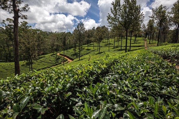 Tea plants