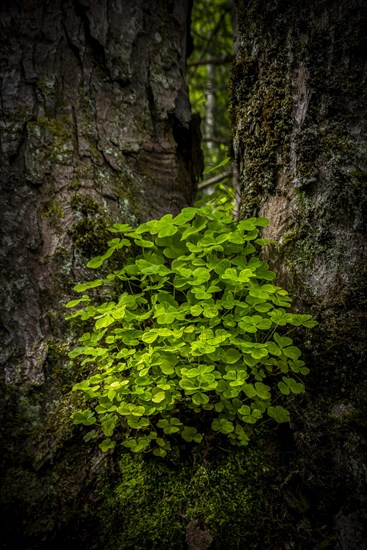 Wood sorrel