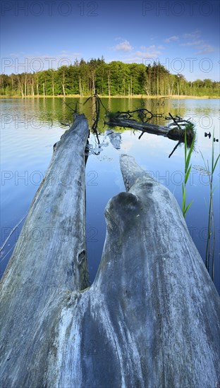 Dead wood in the lake