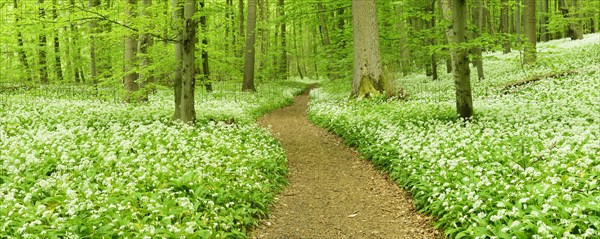 Hiking trail winding through natural beech forest