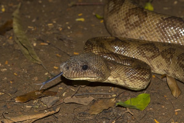 Madagascar tree boa