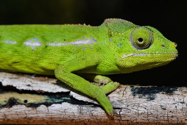 Belalanda chameleon