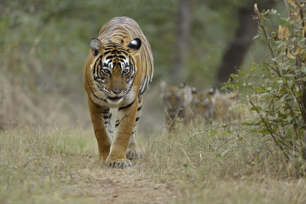 Bengal Tigers