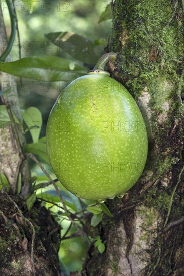 Calabash tree