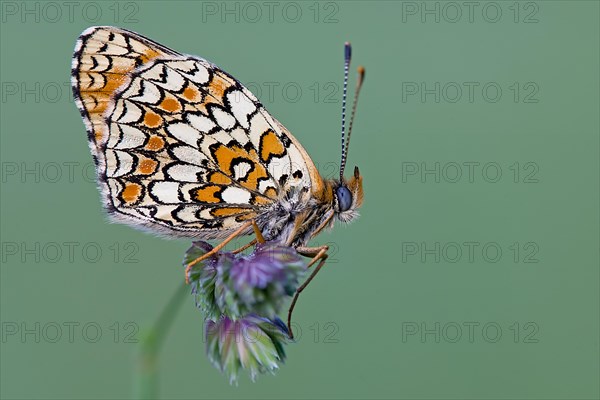 Knapweed fritillary