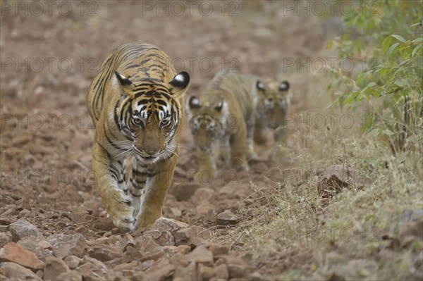 Bengal Tiger