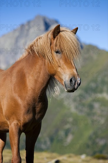 Icelandic horse in front of mountain range
