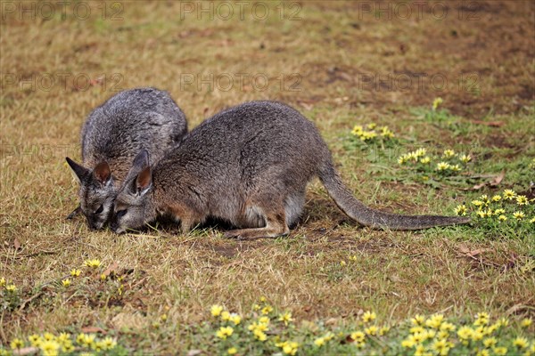 Two Tammar wallabies