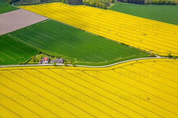 Flowering yellow rape fields