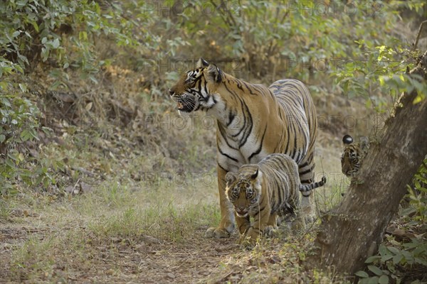 Bengal Tigers