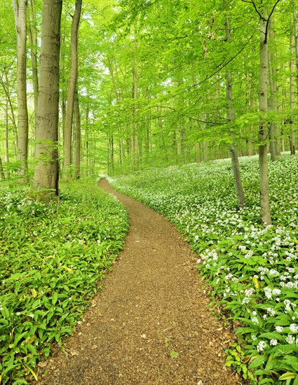 Hiking trail winding through natural beech forest