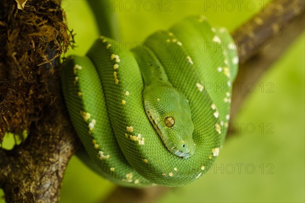 Green Tree Python