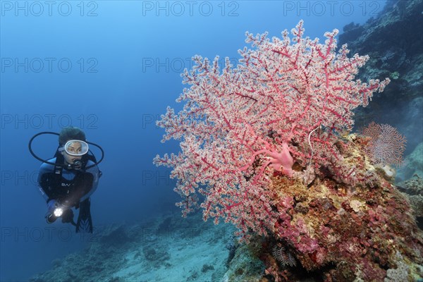 Diver looking at cherry blossom coral