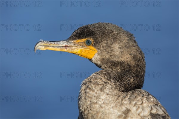 Double-crested cormorant