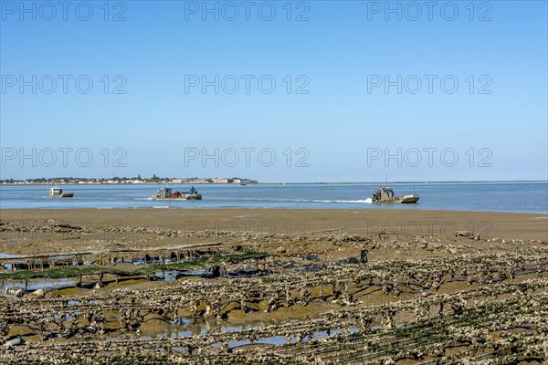 Flat bottomed oyster-boats at Le chaps