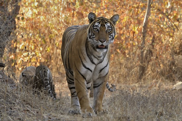 Bengal Tiger