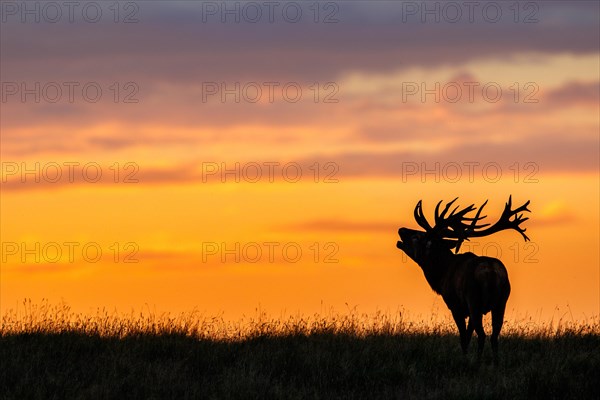 Red deer