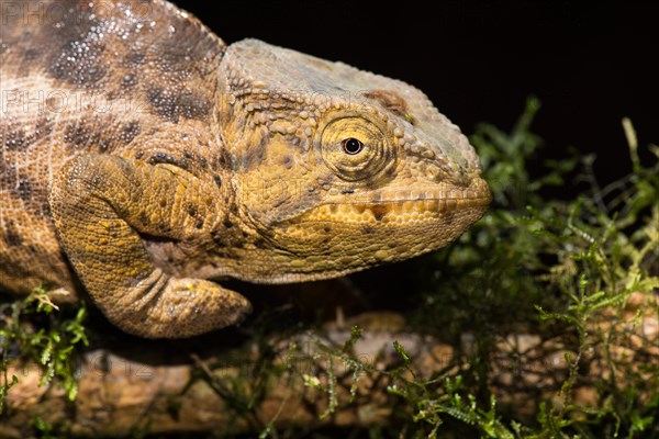 Female chameleon