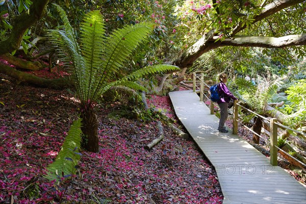 Tree fern and petals of Rhododendron on ground