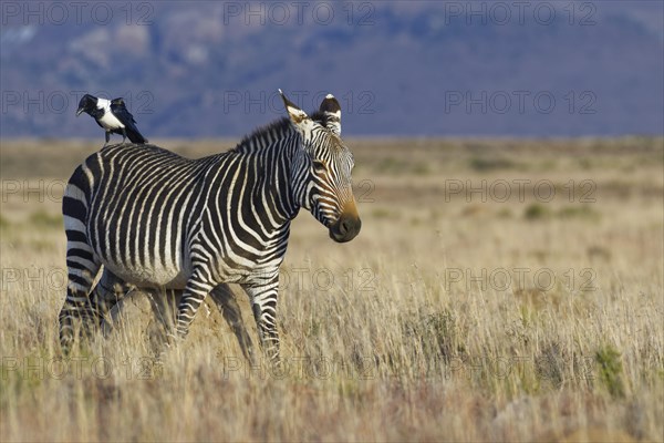 Cape mountain zebra