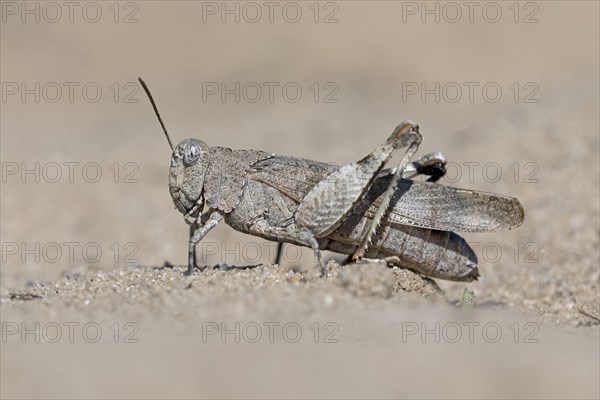 Blue-winged grasshopper