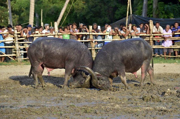 Two water buffalos