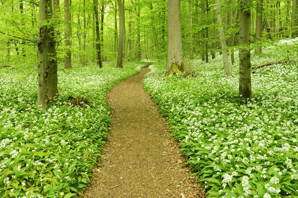 Hiking trail winding through natural beech forest