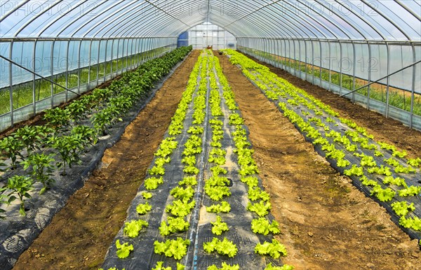 Cultivation of lettuce in the foil tunnel