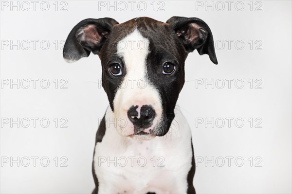 American Staffordshire Terrier