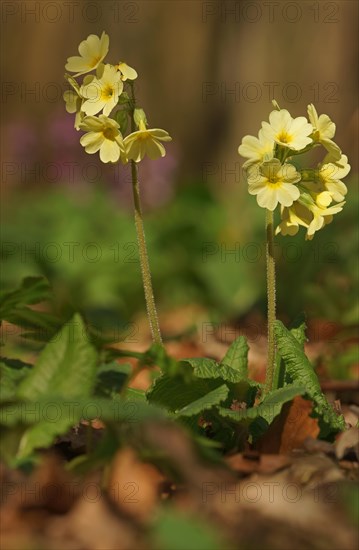 Oxlip or true oxlip