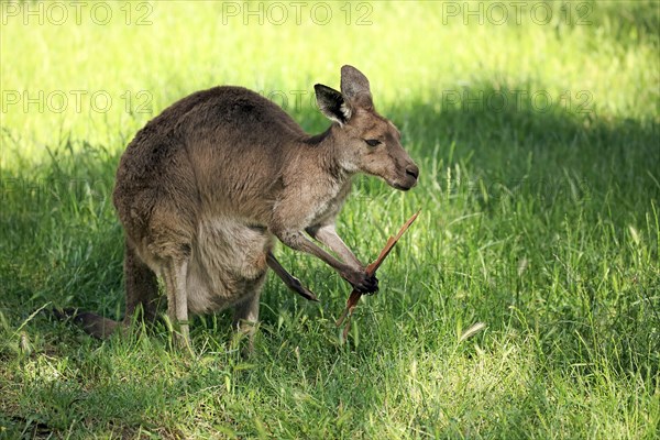 Eastern Gray Kangaroo