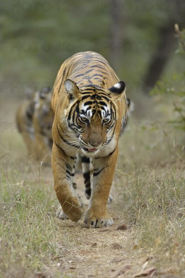 Bengal Tigers