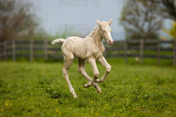 Cremello Morgan horse foal galloping in a pasture