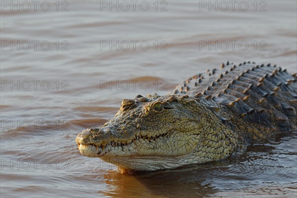 Nile crocodile