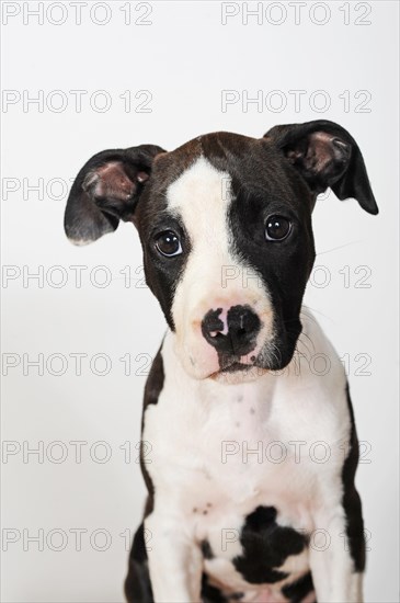 American Staffordshire Terrier