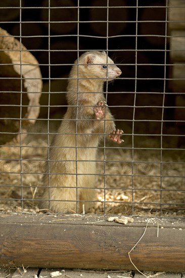 Ferrets in a cage