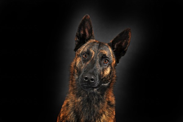 Dutch Shepherd