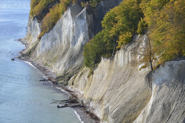 Fallen trees along chalk coast