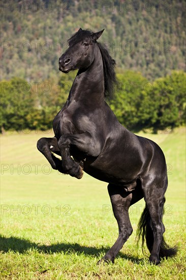 Friesian horse on hind legs