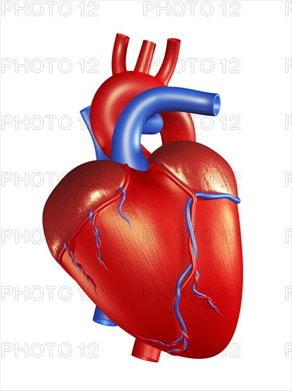 Human heart