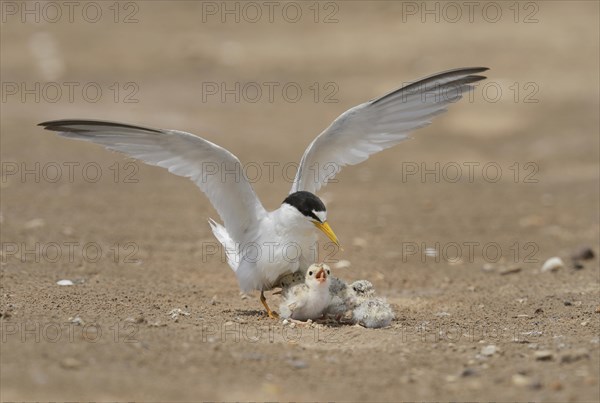 Least Terns