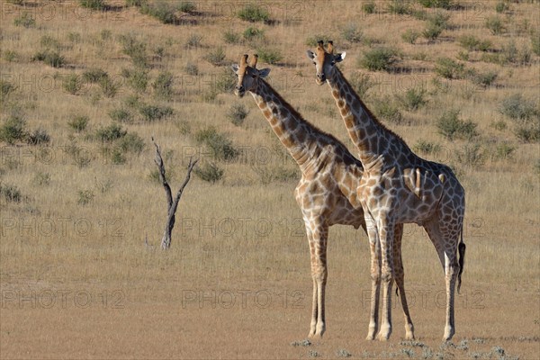 South African giraffes