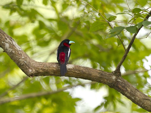 Black-and-red broadbill