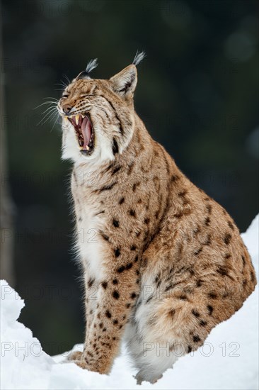 Eurasian lynx