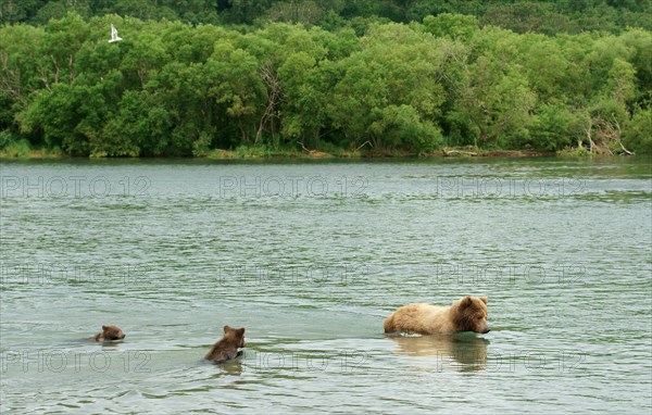 Brown bear