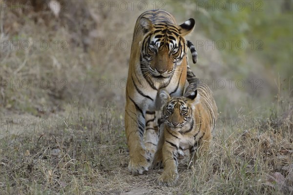 Bengal Tigers