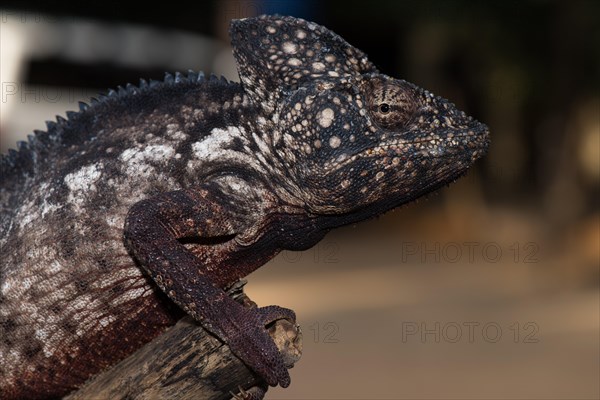 Malagasy giant chameleon