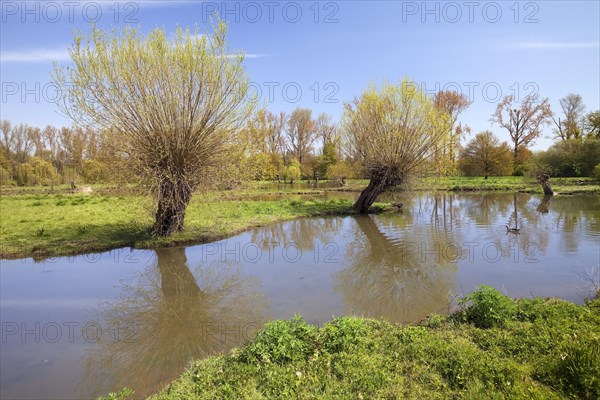 Floodplain with the Erft in spring