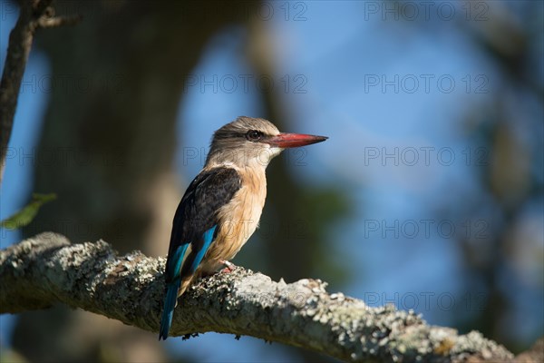 Brown-hooded kingfisher