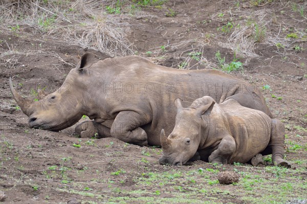 White rhinoceroses